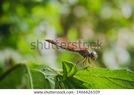 Brown dragonfly On green leaves
