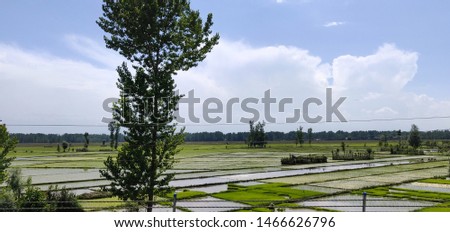 Farming Land of Jammu and Kashmir, India.