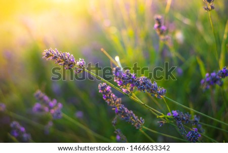 Lavender bushes closeup on sunset. Sunset gleam over purple flowers of lavender. Bushes on the center of picture and sun light on the top left