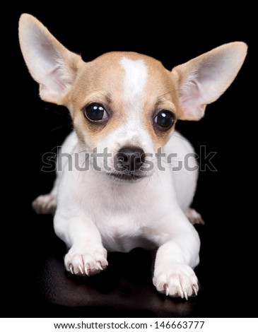 Small chihuahua dog laying on a black background