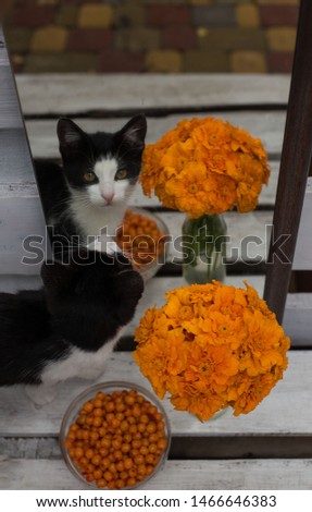 on a white wooden bench there is a round bowl with sea buckthorn, a bouquet of orange flowers in a glass bottle, a large mirror with a curious black and white kitten peeking