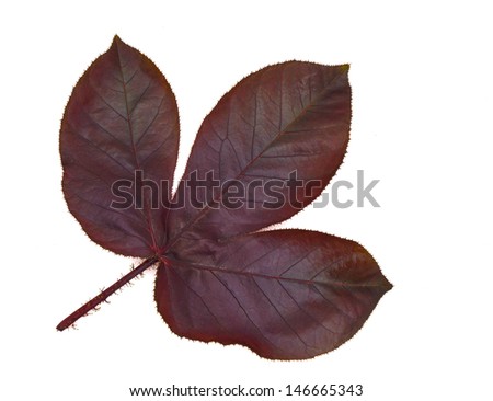 Leaves Isolated with a white background 