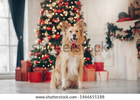 Happy yellow dog sitting on the christmas background