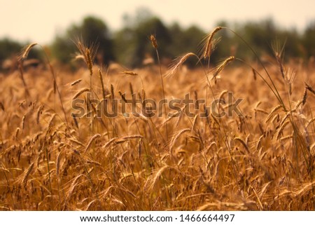 Beautiful field of golden yellow wheat outdoors on a family farm in the sunshine. Royalty-Free Stock Photo #1466664497