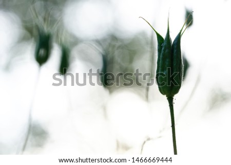 Silhouette ranunculaceae family - aquilegia vulgaris, seeds in pods. Over light blurry background. Shallow depth of field
