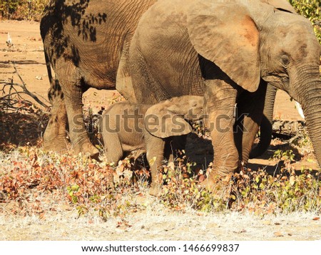 Elephant standing in the grass.