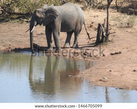 Elephant standing at a water hole.