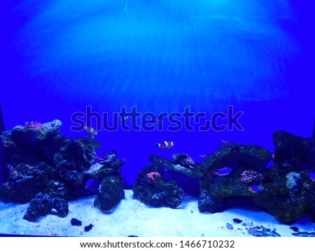 underwater world at the bottom of the seas and oceans