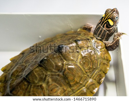 small size turtle living in water. In the pet store. Green and yellow