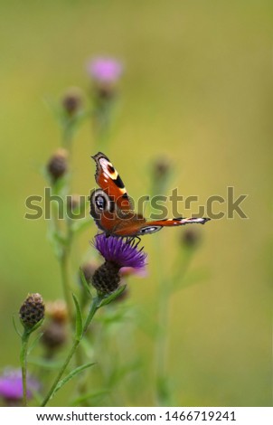 Peacock Butterfly on Thistle Flowers