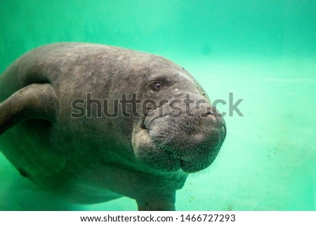 Manatee is mostly herbivorous marine mammals sometimes known as sea cows.