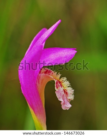 The very rare Dragon's Mouth Orchid, Arethura bulbosa, a wild flower that grows in bogs
