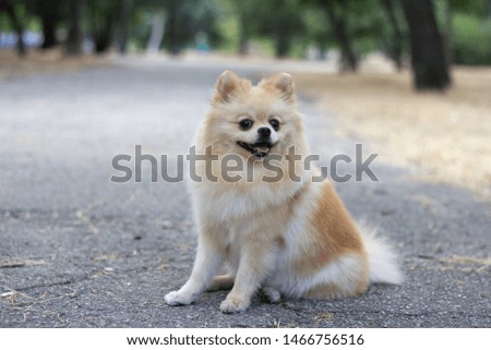 
Pomeranian spitz in the park and smiles