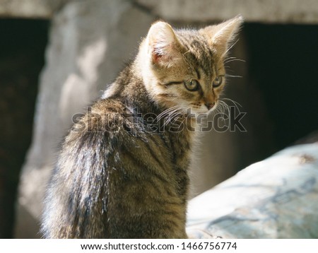 Tabby gray and red homeless kitten on the city street in summer day. Photography is suitable for greeting card design, poster, postcard template. Take the kitty home! High resolution photography.