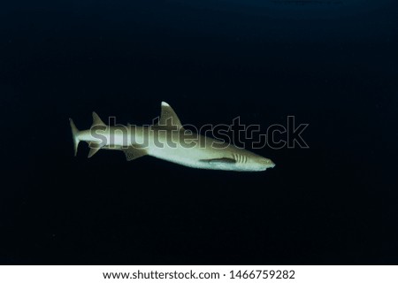 A male white tip shark (triaenodon obesus) swimming in the Maldives waters in the Indian Ocean.