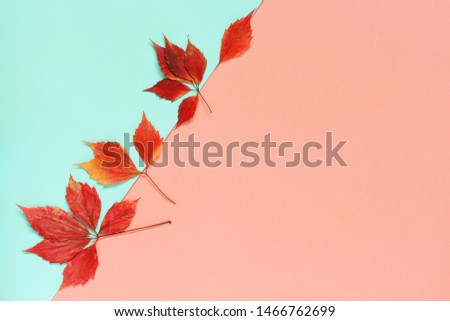 Autumn composition with natural leaves on aqua and coral background. 