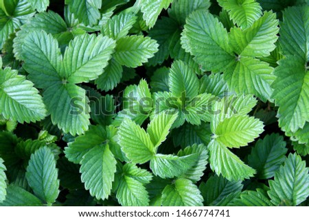 texture fresh green leaves of organic strawberries growing outdoors