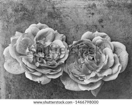 Monochrome macro of a pair of roses on a gray concrete in vintage painting style