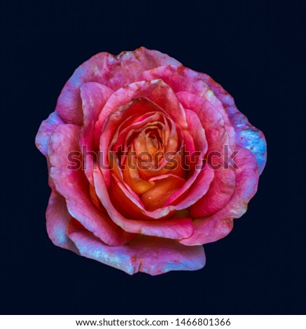 surrealistic vibrant orange red rose blossom with water droplet,blue background, color fine art still life image of a single bloom with detailed texture