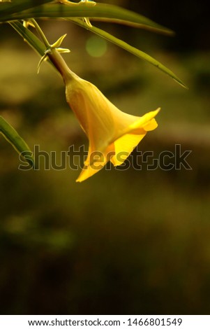 A Hanging Yellow Oleander Flower 