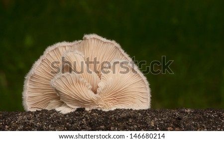 Closeup of fan-shaped crepidotus fungus growing on log