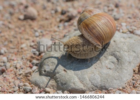 Burgundy snail (Helix pomatia) crawling on a rock