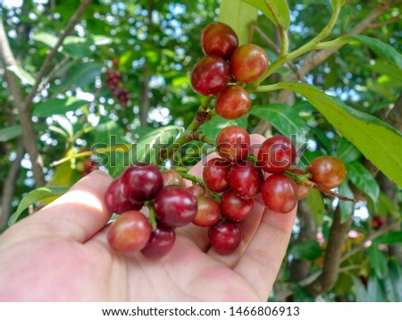Prunus rosaceae tree - wild fruit