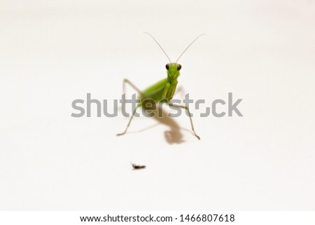 Female European Mantis or Praying Mantis, Mantis religiosa, in front of white background