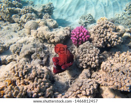 Red octopus swimming on the tropical coral reef. Snorkeling on the reef, underwater photography. Marine animal and vivid healthy corals. Tropical paradise, shallow ocean. Travel picture.