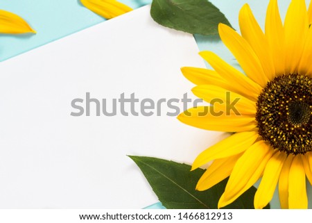 Yellow sunflower on light blue background with blank white card. Floral composition, flat lay, top view, minimal romantic style. Message concept