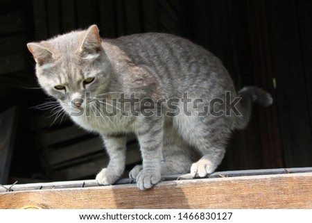 gray cat walks on a wooden fence
