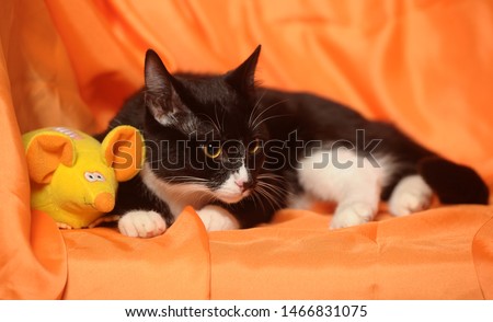 black and white cat on an orange background