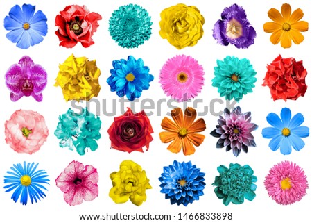 Mega pack of natural and surreal blue, orange, red, turquoise, yellow, white and pink flowers isolated on white. High quality detailed photo