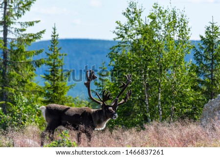 Big reindeer with mountains in background, picture from Northern Sweden.