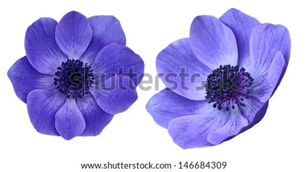 Beautiful purple anemone mona lisa blush flowers isolated on white background Royalty-Free Stock Photo #146684309