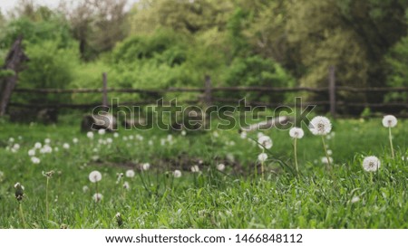 A field of dandelions, a wooden fence and hemp in the background. Rustic picture.