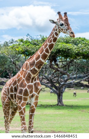 A beautiful  colorful portrait of a reticulated giraffe (Jirafa reticulata) walking in a savannah. ON the background of a green tree with a wide canopy.