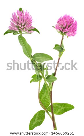 Clover flowers on a stem with green leaves, white background.