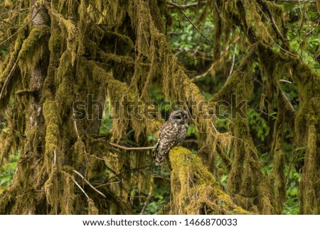 Barred Owl sitting on old growth forest tree branch.