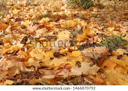 Yellow and orange maple leaves are lying on grass in the autumn park. Autumn background.