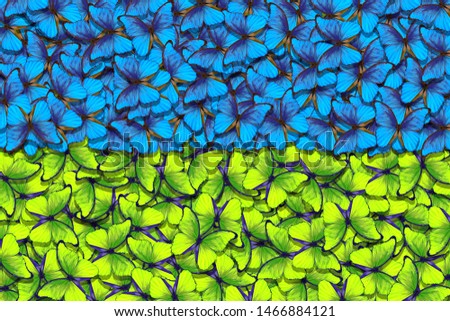 Ukrainian flag. Independence Day of Ukraine. Blue and yellow butterflies morpho texture background. 