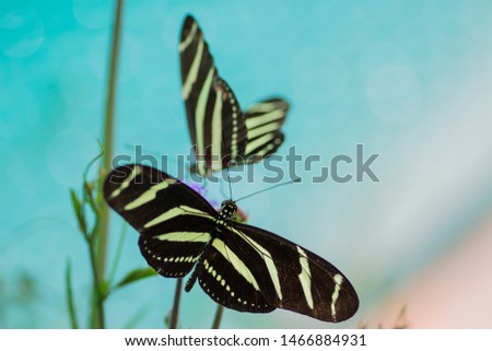 Zebra butterfly a swallowtail tropical insects.
