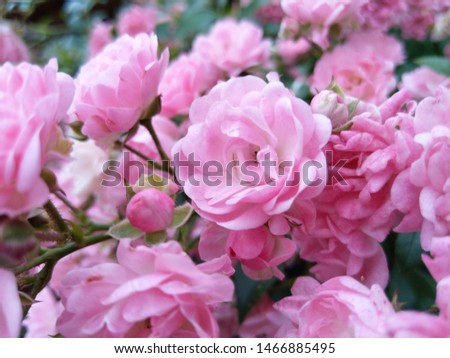 close.up of colorful pink roses in garden