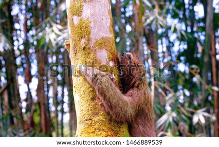 
sloth crawling on a tree on the background of the forest