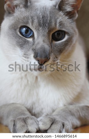 studio picture of a cute domestic cat on a grey/white background. -image