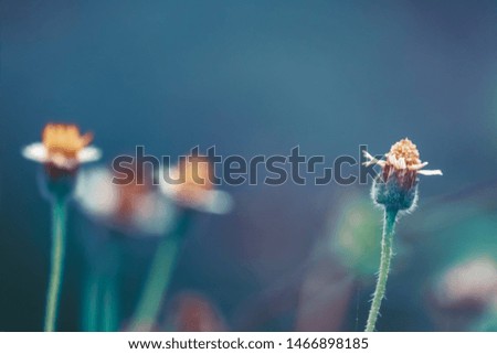 Small white flowers In cool tones on soft Natural blue background. close-up macro little Flower Grass image, Free space for text input