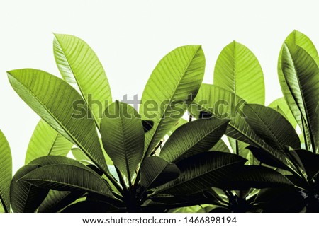 Closeup Green leaves (Plumeria) isolated on white background. Light through the tropical tree leaves, 
Image nature texture pattern surface.