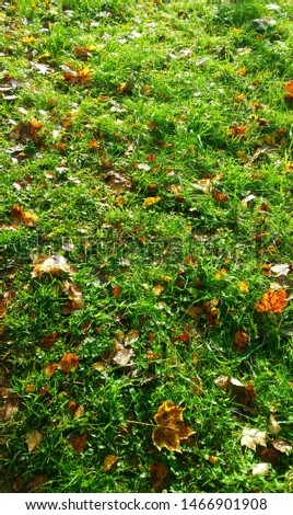 Maple leaves on a green lawn. Grass. Autumn.