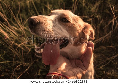 Cute dog portrait. Playful Dog and hand of its owner. Owner playing with dog and the dog spilled its tongue. Grass on background. Selected focus, Sepia effect image. 