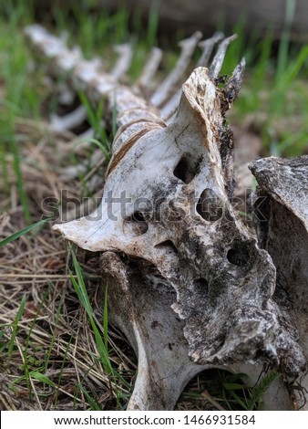 Elk Spine on Grassy Forest Floor